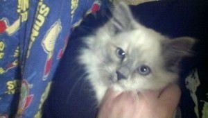 Female Blue Eyed Blue Point Balinese Kitten