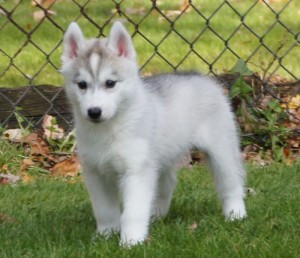 ##Lovely XMASS Siberian Husky Puppies In Need Of A Good X-MASS Home.