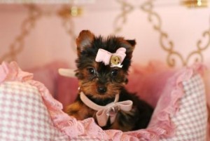 Adorable Teacup Yorkie Puppies