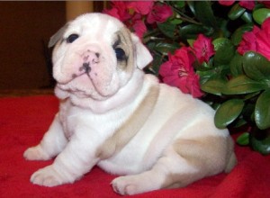 top quality english bulldog puppy for x mas