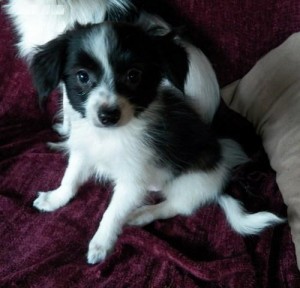 Adorable Papillon Puppies for adoption now so contact with cell phone  number asap##.