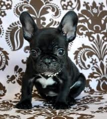 AKC 12 weeks old french bulldog puppies Male and female for good homes