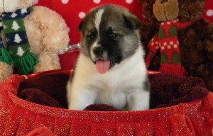 Stunning Akita puppies for great homes.
