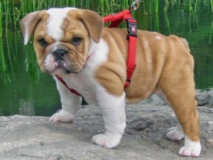 Beautiful Males And Females English Bulldogs Puppies Needs Forever Home