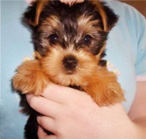 Cute  Teacup Yorkie puppies text at (208) 845-8260