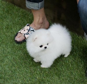 Doll Face Tea Cup Pomeranian Puppies Ready For X Mass SAles