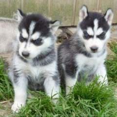 Charming Healthy Blue Eyes Siberian Husky Puppies