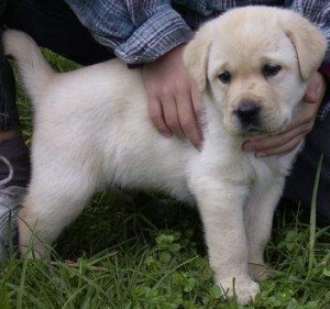 Healthy Male and Female Labrador Retrievers Puppies Ready Now,For free   adoption,Text us via phone #(206) 430-6815