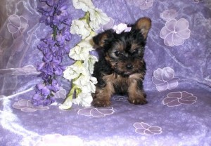 FOR ADOPTION Nice Tea Cup Yorkie Puppies For Adoption