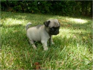 playful pug puppies..text me on (647) 794-7551