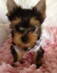 !!!Wow AWESOME X MAS  MALE AND FEMALE YORKIE PUPPIES FOR ADOPTION TO CARING HOMES Wow!!!