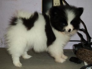 ...Ready to go Xmas tinny teacup Pomeranian puppies for you now,text me via my # 321-622-0436