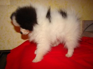 ...Cute and Affectionate  Xmas tinny teacup Pomeranian puppies for you now,text me via my # 321-622-0436