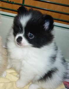adorable and Affectionate  Xmas tinny teacup Pomeranian puppies for you now,text me via my # 321-622-0436