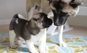 akita puppies for xmas