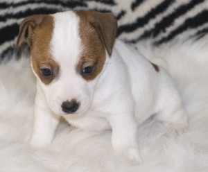 jack russel puppies for sale