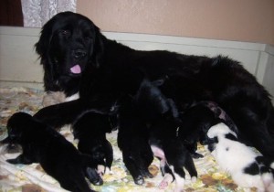 Newfoundland puppies for xmas