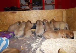maltiff puppies for xmas