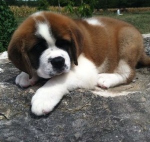 saint bernard puppies for xmas