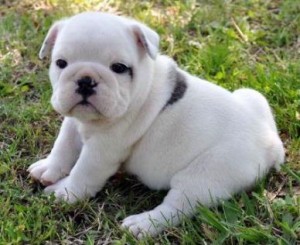 Super intelligent male and female English Bulldog puppies ready to join you now this X-Mass