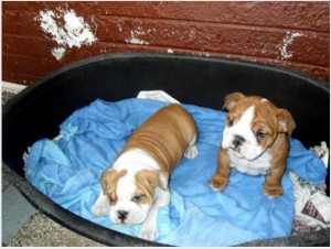 Awesome English Bulldog Pups for sale