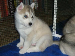 Excellent Beautiful Gorgeous Christmas Gifts Present Male And Female Blue eyes Siberian Husky Puppies For Sale Now Ready To Go H
