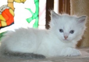 Playful Persian Kittens For New Homes