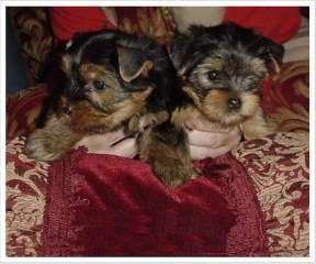 adorable yorkies