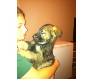 $300 German Shepherd puppies