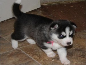 text (413-489-2502) for these cute family husky puppies ready for x-mas