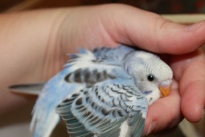 Violet Budgie- Perfect Gift for X-Mas
