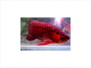 +A First Grade arowana fish like: Golden, Super Red, green and blue, Red tail for sale-Good prices