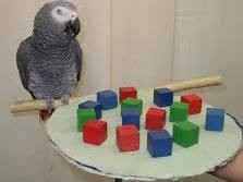 African grey parrots for your family now