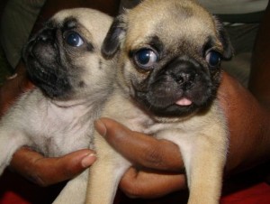 pug puppies for free adoption(get back to me with a valid phone #)