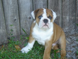 X-Mass Male and Female English Bulldog fo Adoption via email