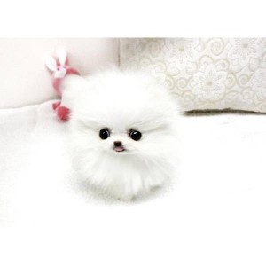 Male And Female Pomeranian Puppies Available &gt;&gt;&gt;