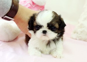 Micro male and female Teacup  Shih Tzu puppies  ready for home adoption now.