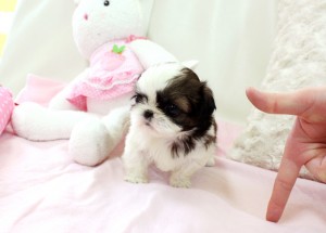 Beautiful Shih Tzu puppies ready for home adoption