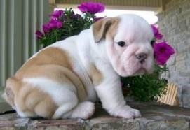 ****Gorgeous English Bulldog Puppies for free to good homes (201) 882-6662***??