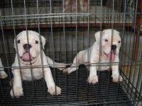 Male and Female English Bulldog Puppies For Adoption