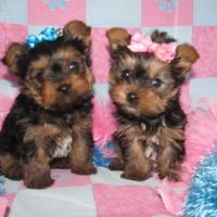 cute e x mas yorkie puppies for sale