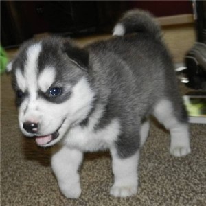 charming Siberian husky puppies for good homes.