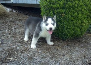 Blue Eyes Siberian Husky Puppies Seeking New Homes