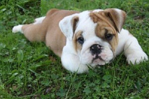 Gorgeous KC registrable Bulldog puppies.