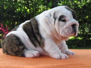 English bulldog puppies for sale