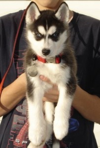 Husky puppies for free adoption(get back to me with a valid phone #)