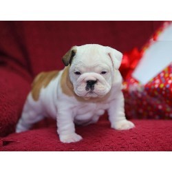home trained English bull dog puppy available now.