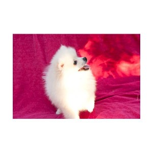 cute  pomeranian  puppies for adoption