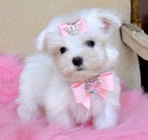 lovely x-mass MALTESE puppies for home adoption