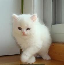 ADORABLE DOLL FACE PERSIAN KITTENS FOR ADOPTION